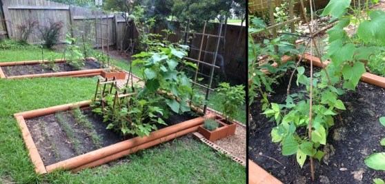 Today, the plants are enormous and lush. We're getting some fruit almost every day. This also shows the bean trellises I built from sticks I found around the yard and some zip ties.